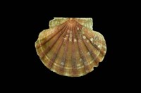 藏品(白碟海扇蛤)的圖片